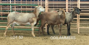 3X MEATMASTER OOI/EWE Osvley Meatmasters (Per piece to take the lot)