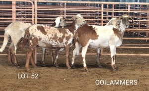 4X MEATMASTER OOI/EWE Osvley Meatmasters (Per piece to take the lot)