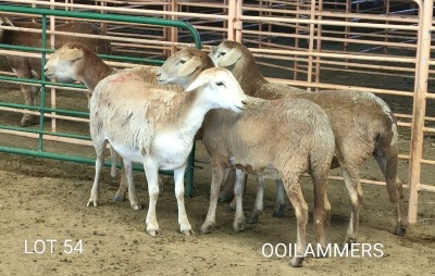 4X MEATMASTER OOI/EWE Osvley Meatmasters (Per piece to take the lot)