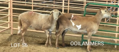 2X MEATMASTER OOI/EWE Osvley Meatmasters (Per piece to take the lot)