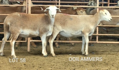 2X MEATMASTER OOI/EWE Osvley Meatmasters (Per piece to take the lot)