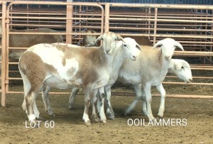 4X MEATMASTER OOI/EWE Osvley Meatmasters (Per piece to take the lot)