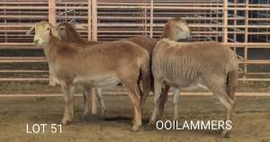 3X MEATMASTER OOI/EWE Osvley Meatmasters (Per piece to take the lot)