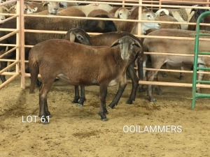 2X MEATMASTER OOI/EWE Osvley Meatmasters (Per piece to take the lot)