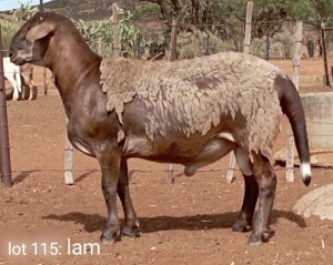 1X MEATMASTER RAM Theronje Meatmasters