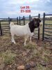 1X BOER GOAT BUCK FLOCK IZAK GOUS BOERBOKSTOET