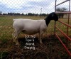 1X DORPER EWE PREGNANT T5 T LUBBE