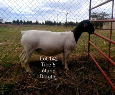 1X DORPER EWE PREGNANT T5 T LUBBE