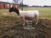 1X DORPER EWE T5 T LUBBE