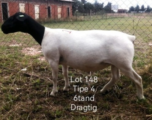 1X DORPER EWE STUD T LUBBE