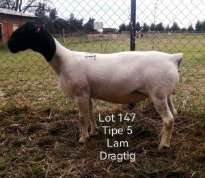 1X DORPER EWE T5 T LUBBE