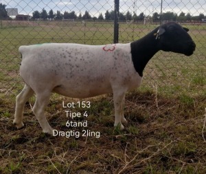 1X DORPER EWE STUD T LUBBE