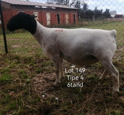1X DORPER EWE STUD T LUBBE