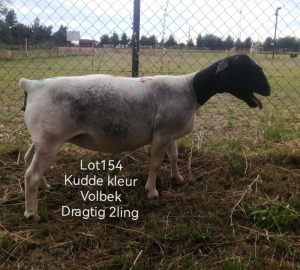 1X DORPER EWE FLOCK T LUBBE