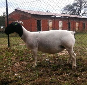 1X DORPER EWE PRGNANT T5 T LUBBE