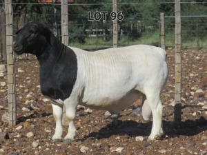 1X DORPER RAM FLOCK L VAN RENSBIRG