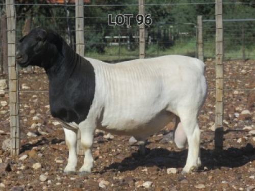 1X DORPER RAM FLOCK L VAN RENSBIRG