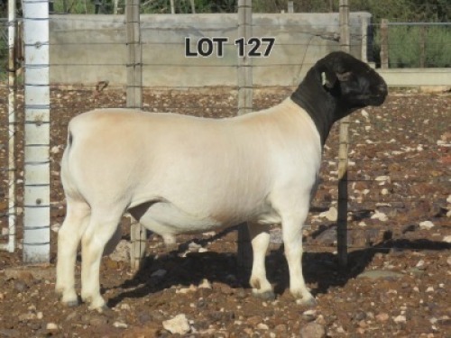 1X DORPER RAM FLOCK L VAN RENSBIRG