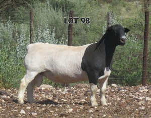 1X DORPER RAM FLOCK L VAN RENSBIRG