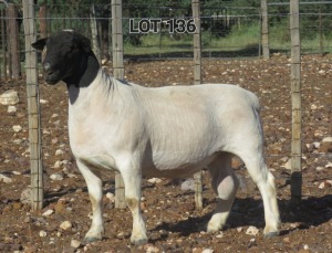 1X DORPER RAM FLOCK L VAN RENSBIRG