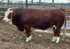 1 x SIMMENTALER BULL LRA2024 Lussim Hajon Philip Lombard