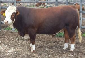 1 x SIMMENTALER BULL LRA2017 Lussim Hapel Philip Lombard