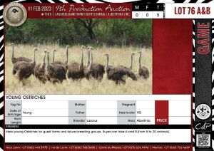 LOT 76A 5 X Young Ostriches LASARUS Albertinia (Pay per piece to take the lot)