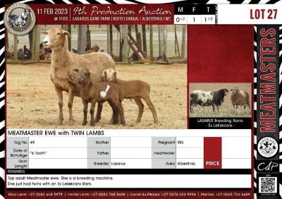 LOT 27 1+2X Meatmaster Ewe LASARUS Albertinia