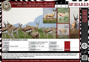 LOT 33D 5 X Kalahari Springbuck Ewes LASARUS Albertinia (Pay per piece to take the lot)