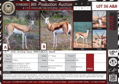 LOT 36B 1 X 16" Springbuck Ram (One Horn) MARIUS ROOTHMAN BOERDERY Blombos