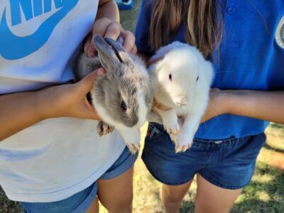 5X HASE/RABBITS Lasarus (Per piece to take the lot)