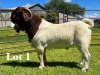 1X BOER GOAT FLOCK/T BUCK LUKAS BURGER - 3