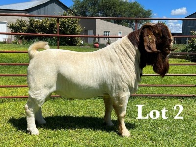 1X BOER GOAT STUD BUCK LUKAS BURGER