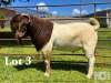 1X BOER GOAT STUD BUCK LUKAS BURGER