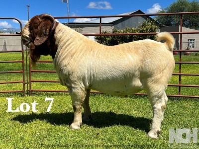 1X BOER GOAT STUD BUCK LUKAS BURGER