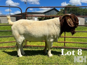 1X BOER GOAT STUD BUCK LUKAS BURGER