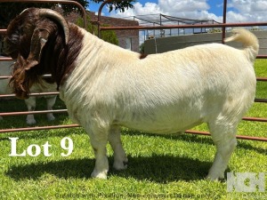 1X BOER GOAT STUD BUCK LUKAS BURGER