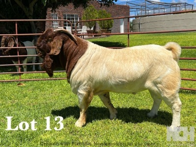 1X BOER GOAT STUD BUCK LUKAS BURGER