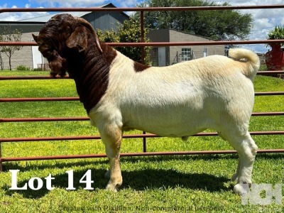 1X BOER GOAT FLOCK/C BUCK LUKAS BURGER