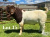 1X BOER GOAT FLOCK/C BUCK LUKAS BURGER