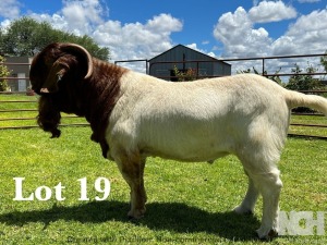 1X BOER GOAT STUD BUCK LUKAS BURGER