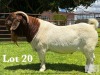 1X BOER GOAT FLOCK/T BUCK LUKAS BURGER