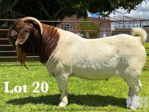 1X BOER GOAT FLOCK/T BUCK LUKAS BURGER