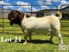 1X BOER GOAT STUD BUCK LUKAS BURGER