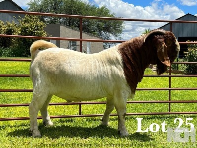 1X BOER GOAT FLOCK/T BUCK LUKAS BURGER