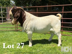 1X BOER GOAT FLOCK BUCK LUKAS BURGER