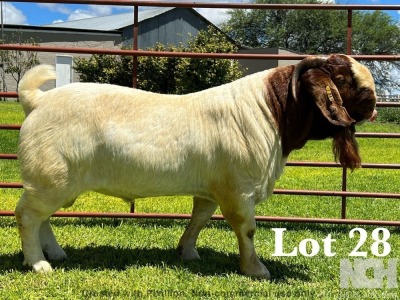 1X BOER GOAT COMMERCIAL BUCK LUKAS BURGER