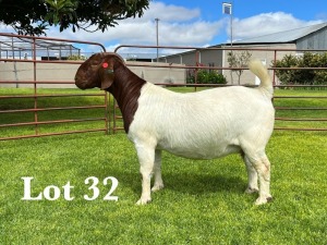 1X BOER GOAT STUD DOE LUKAS BURGER