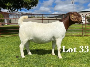 1X BOER GOAT FLOCK/C DOE LUKAS BURGER