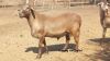 LOT 67 3X MEATMASTER OOI/EWE DORINGVELD MEATMASTERS(PER STUK OM LOT TE NEEM/PER PIECE TO TAKE THE LOT) - 7